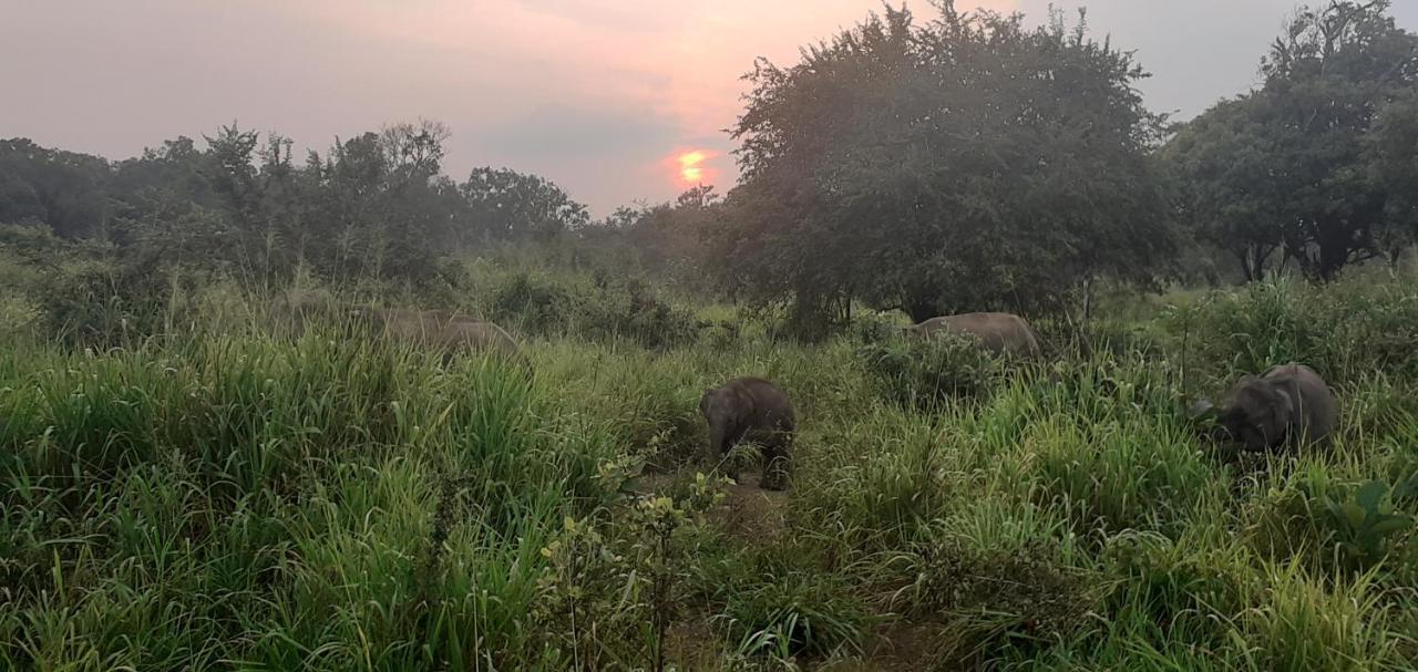 Nature Night Homestay Sigiriya Eksteriør bilde